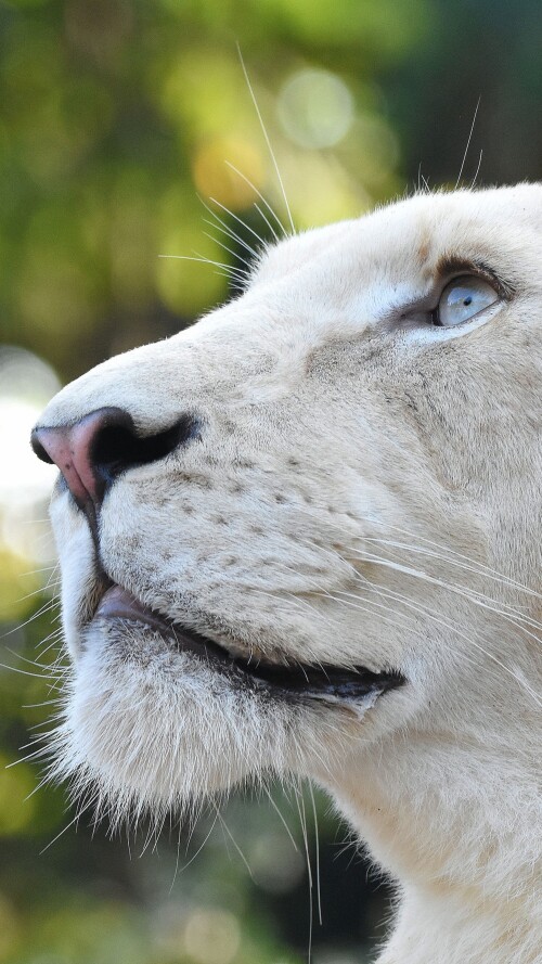 white-lion-head-4k-aw-2160x38400e0d5df6cada2dce7e8a6dddfb1041b0.jpg