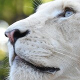 white-lion-head-4k-aw-2160x38400e0d5df6cada2dce7e8a6dddfb1041b0