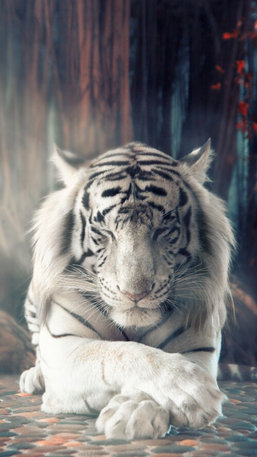 white-tiger-dreamy-ks-2160x384068551b50dde2273a91945ba8f7e78a15.jpg