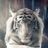 white-tiger-dreamy-ks-2160x384068551b50dde2273a91945ba8f7e78a15