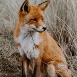 wild-fox-5k-s4-2160x3840355db3818e14edb5ff27a581b17637e2