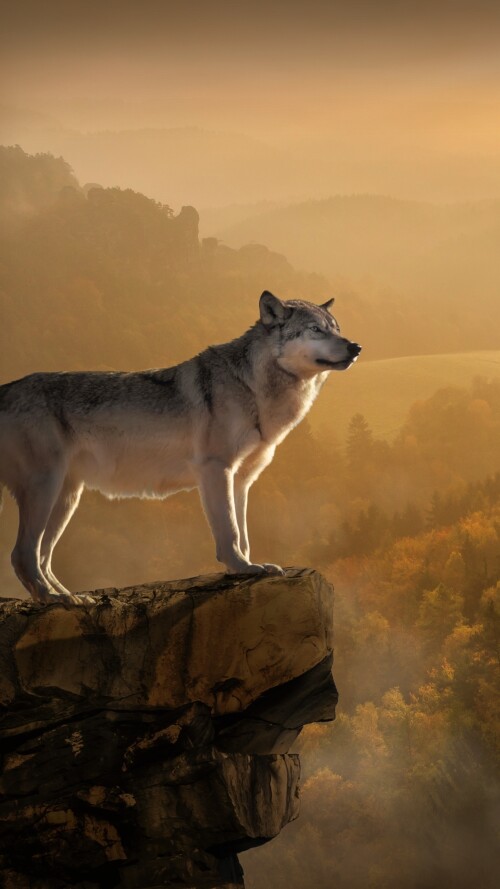 wolf-standing-on-edge-4k-fg-2160x38402288528a12911a09bc579875b1dd4526.jpg
