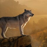 wolf-standing-on-edge-4k-fg-2160x38402288528a12911a09bc579875b1dd4526