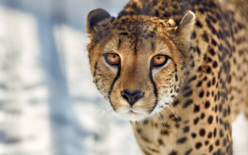 cheetah-close-up-ml-1920x12001a1da81b98797501.jpg