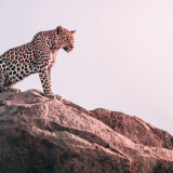 cheetah-sight-2j-1920x1200404c3cd84698e6dc