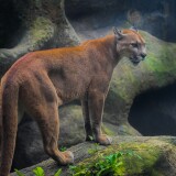 cougar-5k-dm-1920x120052944b217c9ec20c