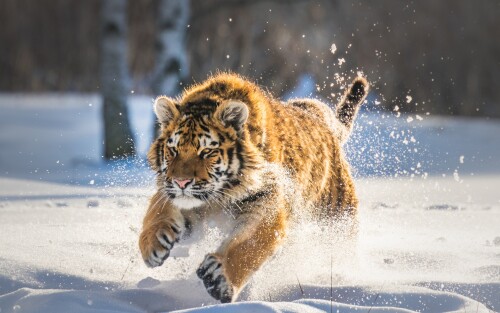 cute-tiger-cub-running-oq-1920x1200b5efb7ceb4c384eb.jpg