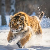 cute-tiger-cub-running-oq-1920x1200b5efb7ceb4c384eb