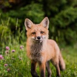fox-looking-towards-camera-5k-ei-1920x120030ac2d616a3779a7