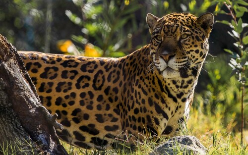 jaguar-the-big-cat-19-1920x1200caf43b22e5d21219.jpg