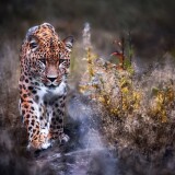 leopard-big-cat-i6-1920x12009fb4104c9fd0a514