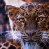 leopard-crystal-glowing-4k-d7-1920x1200805decc165612f08