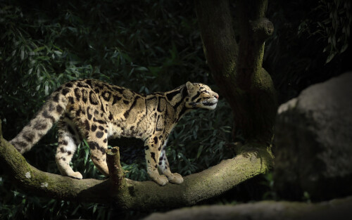 leopard-silent-walk-5k-46-1920x1200d15765a637b5a8e1.jpg