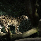 leopard-silent-walk-5k-46-1920x1200d15765a637b5a8e1