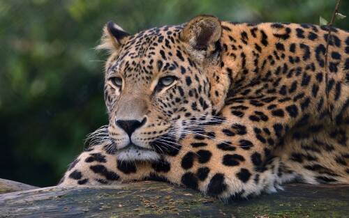 leopard-ultra-hd-4k-sh-1920x120089a652aa9e859d4e.jpg
