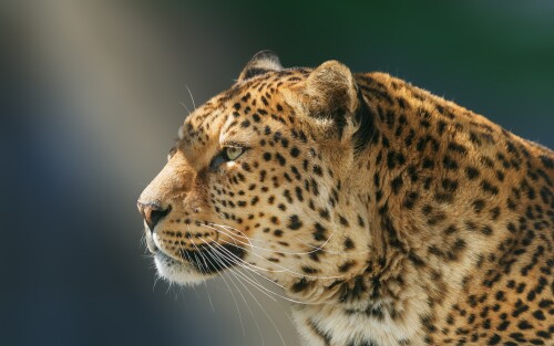 leopard-wild-animal-97-1920x120010fd48faa64378d4.jpg