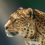 leopard-wild-animal-97-1920x120010fd48faa64378d4