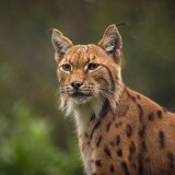 lynxes-4k-nj-1920x1200362da6fc8dc34db1