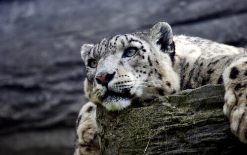 snow-leopard-hd-1s-1920x12001c26e571bb14f442.jpg