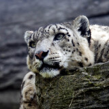snow-leopard-hd-1s-1920x12001c26e571bb14f442