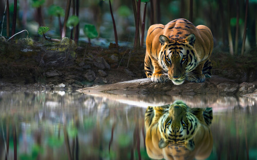 tiger glowing eyes drinking water 4k hf 1920x1200