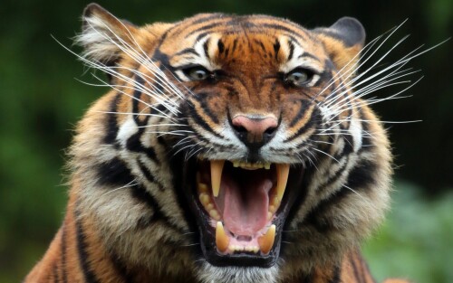 tiger teeths 1920x1200