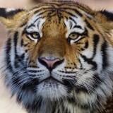 tiger-wild-animal-4k-oj-1920x1200ab5c99f7648ae353