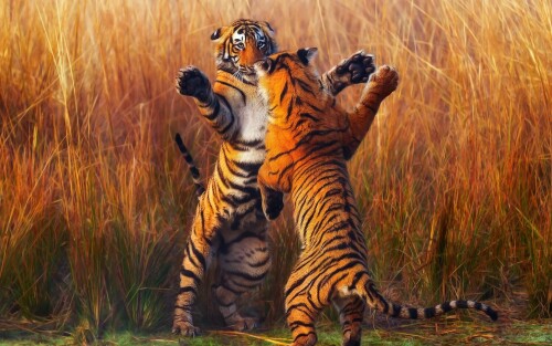 two tiger fightining b1 1920x1200
