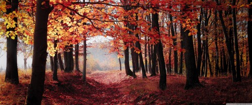 autumn forest trees red leaves wallpaper 3840x1600