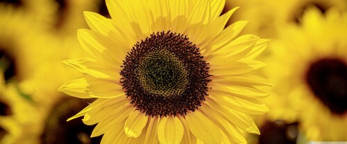 beautiful sunflower 5 wallpaper 3840x1600