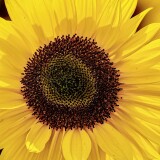 beautiful_sunflower_5-wallpaper-3840x16006b4951a65653d79d