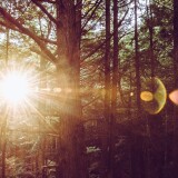 holy_flare_trees_woods-wallpaper-3840x1600ba638d1ad3b3f15e