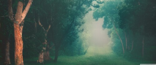 rainforest_fog-wallpaper-3840x16000660c5c5dc41938e.jpg