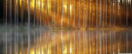 sunbeams through forest trees lake reflection wallpaper 3840x1600