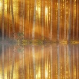 sunbeams_through_forest_trees_lake_reflection-wallpaper-3840x1600331ed0ad61de69fd