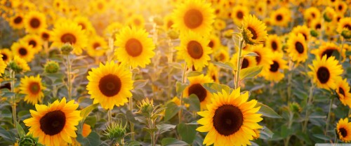 sunflowers_field_summer-wallpaper-3840x16006cb07c51a36cd089.jpg