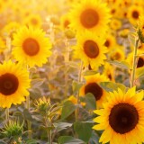 sunflowers_field_summer-wallpaper-3840x16006cb07c51a36cd089