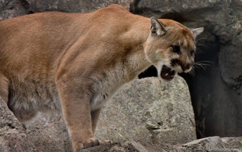 693504_mountain-lion-roar-wide-wallpapers-13402-3840x2400-umad-com_3840x2400_hb39ce76c5c0ca226.jpg