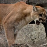 693504_mountain-lion-roar-wide-wallpapers-13402-3840x2400-umad-com_3840x2400_hb39ce76c5c0ca226
