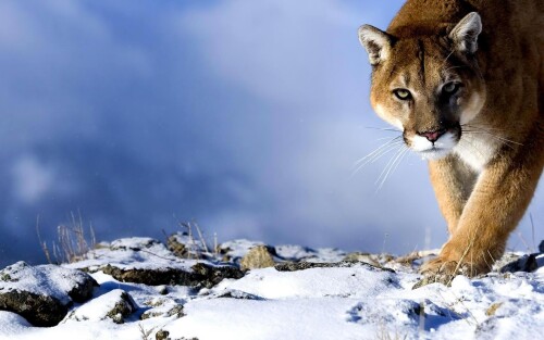 Puma-Wallpapers-HD19539500360578f1.jpg