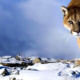 Puma-Wallpapers-HD19539500360578f1