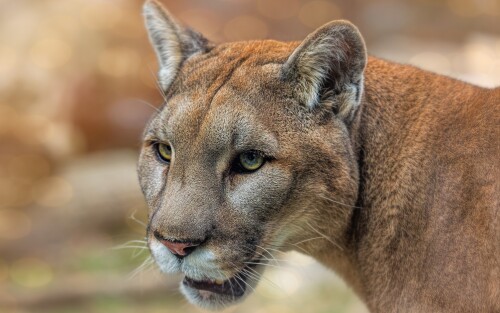 Pumas_Snout_Glance_551311_3840x2400ff7b9caef6b7194e.jpg