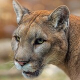 Pumas_Snout_Glance_551311_3840x2400ff7b9caef6b7194e