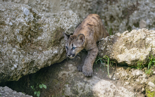 Pumas_Stones_Cubs_Crag_456550_3840x24000fac2350fac31918.jpg