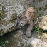 Pumas_Stones_Cubs_Crag_456550_3840x24000fac2350fac31918