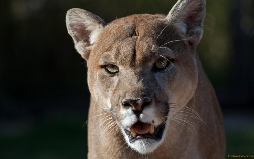 _21_cougar-hd_1125x2436-Cougar-4k-Iphone-XSIphone-10Iphone-X-HD-4k47ba3f04f958dd61.jpg