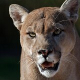 _21_cougar-hd_1125x2436-Cougar-4k-Iphone-XSIphone-10Iphone-X-HD-4k47ba3f04f958dd61