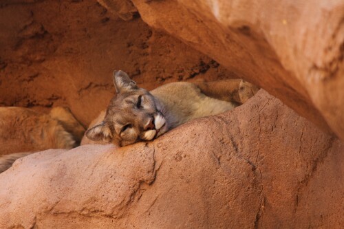 cougar-4684555b5765406a8f44a34.jpg