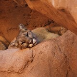 cougar-4684555b5765406a8f44a34