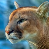 cougar-4k-mn-3840x240018dc42dee3a83e27